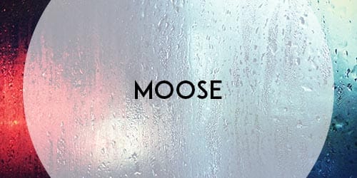 moose